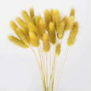 Better Home Bunga Kering Bunny Tail Bouquet Dried Flower Lagurus (ECER) EMYEA 1 Dark Yellow
