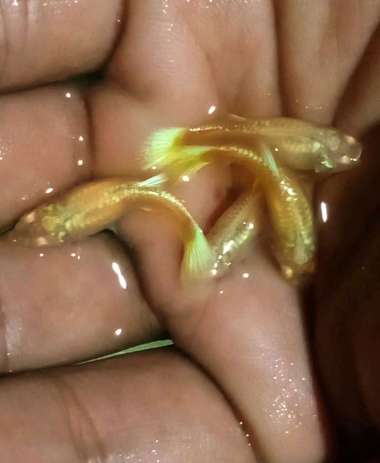 Guppy albino gold betina