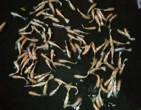 Guppy albino gold sepasang