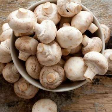 Jamur Kancing Champignon Fresh 1 kg