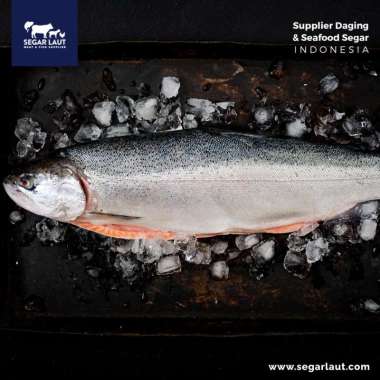 Ikan Salmon Utuh | Frozen Fresh | Atlantic Salmon Salmon HO