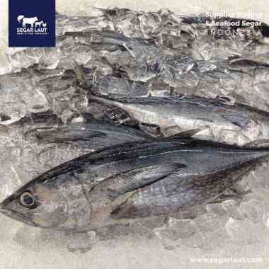 Ikan Cakalang | FRESH Dibersihkan