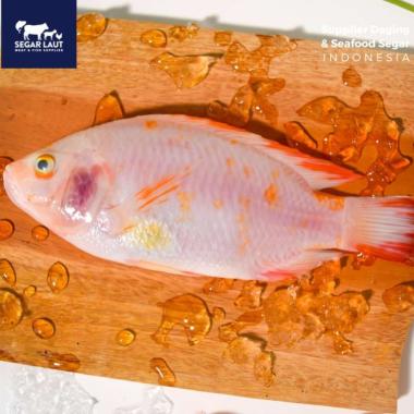 Ikan Nila | FRESH Dibersihkan