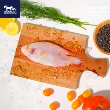 Ikan Nila | Fresh Frozen & Segar Dibersihkan