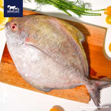 Ikan Bawal Hitam | FRESH Dibersihkan