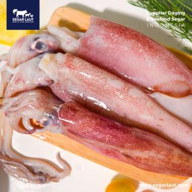 Cumi Bangka Besar & Super| Fresh & Segar Cumi bangka 1kg