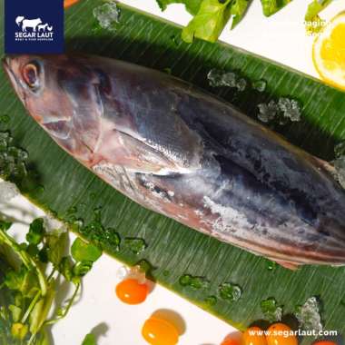Ikan Tongkol Abu | FRESH Dibersihkan