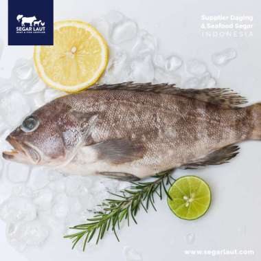 Ikan Kerapu Totol / Lumpur| Fresh Frozen & Segar Dibersihkan