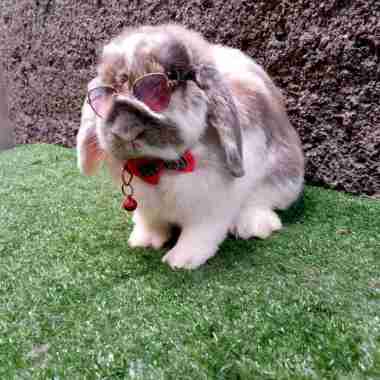kelinci hias Holland lop indukan sepasang