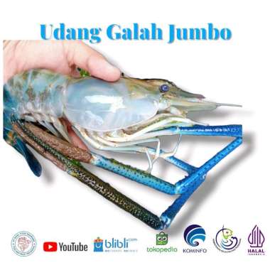 Jagal Online Store Udang Galah Jumbo 1Kg isi 3-4 Ekor