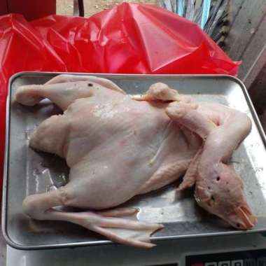 Bebek muda frozen/bebek frozen/Daging Bebek UK 1,0kg