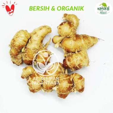 Kencur Segar 1kg Grade A - Lebih Berasa