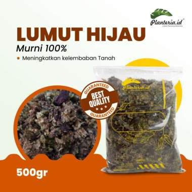 Lumut Hidup Lumut Hutan 500 gram