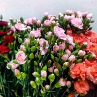 Bunga Carnation. Anyelir. Bunga Segar kuning