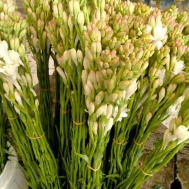 Bunga Sedap Malam | Bunga Segar | 10 tangkai jumbo