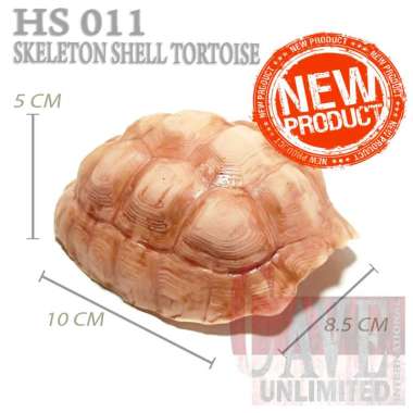 HS013 HIDINGCAVE SKULL SKELETON TENGKORAK KERANGKA FOSIL HEWAN JURRASIC DINOSAURUS TRICERATOPS GOA R