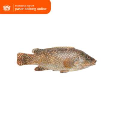 Ikan kerapu segar 1kg