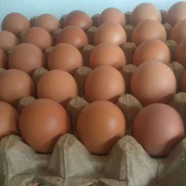 Telur ayam negeri 1 kg
