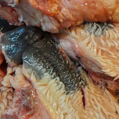 Cingur Sapi / Beef Lips Imprt 1kg