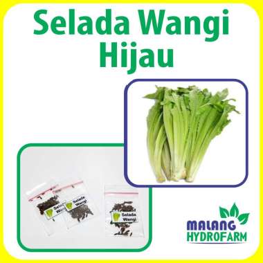 Benih Selada Wangi Unggulan berkualitas biji keriting siomak bibit hydroponik hidroponik sayuran say