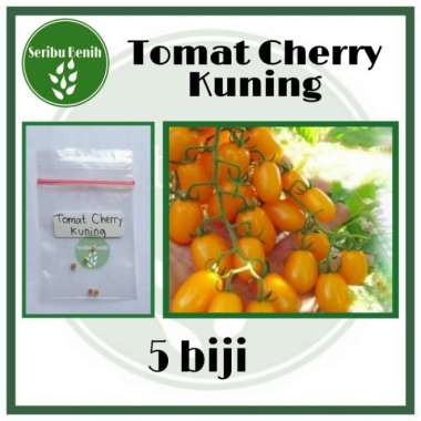 5 Benih Tomat Cherry Kuning Golden Sweet Cerry Ceri - Bibit Tanaman Hias Sayuran Repack [ SERIBU ]