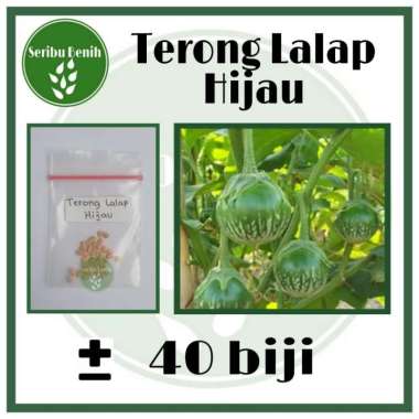 40 Benih Terong Lalap Hijau Kenari Bulat - Bibit Repack [ Seribu ]
