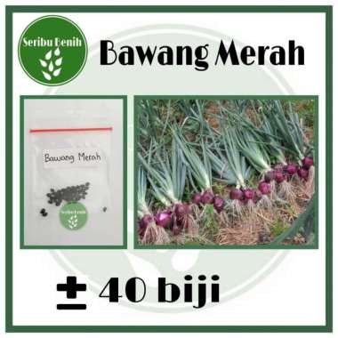 40 Benih Bawang Merah Unggul Lokananta - Bibit Tanaman Sayuran Seribuan Murah Repack [ SERIBU ]