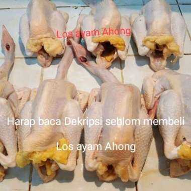 Ayam kampung asli Besar