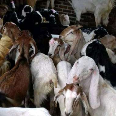 Kambing aqiqah/kambing hidup