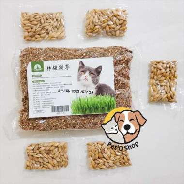 Paket Rumput Kucing Lengkap Cat Grass Wheat Plus Kotak