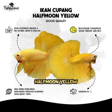 Ikan Cupang Halfmoon (HM) Yellow GRADE A