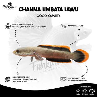 Ikan Channa Limbata Lawu - RIM TEBAL ASLI LAWU
