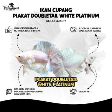 Ikan Cupang Plakat Double Tail (PKDT) White Platinum GRADE A