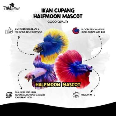 Ikan Cupang Halfmoon (HM) Mascot GRADE A