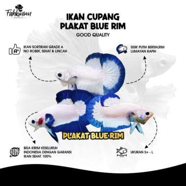 Ikan Cupang Plakat (PK) Blue Rim GRADE A