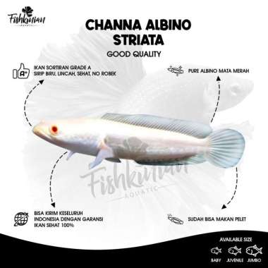 Ikan Channa Albino Striata GRADE A 6-7