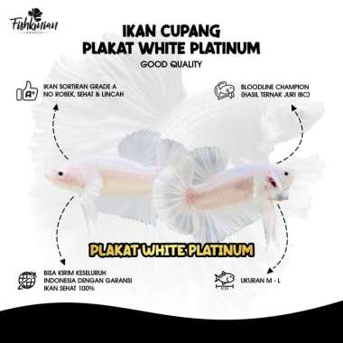 Ikan Cupang Plakat (PK) White Platinum GRADE A