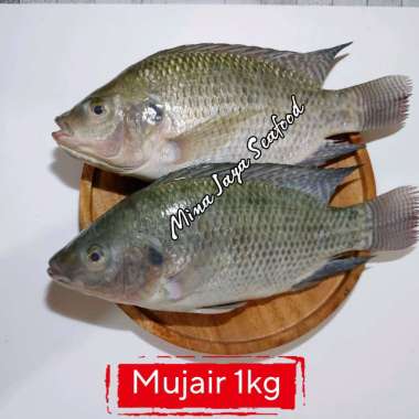 ikan mujair nila / ikan segar