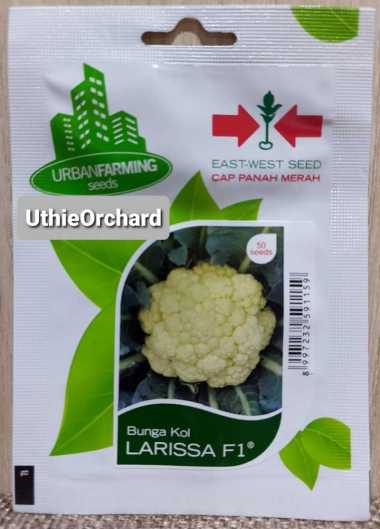 Benih Panah Merah - Bunga Kol Larissa F1