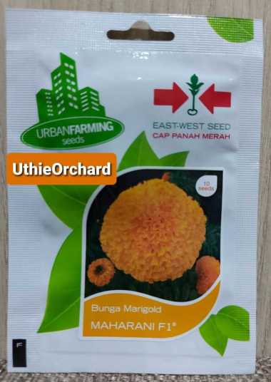 Benih Panah Merah - Bunga Marigold Maharani F1