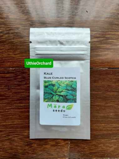 Mara Seeds - Kale Curly (Keriting) Blue Curled Scotch (125 Seeds)