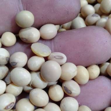Jual Kacang Kedelai 1 Kg Mentah Termurah - Harga Grosir Terupdate Hari