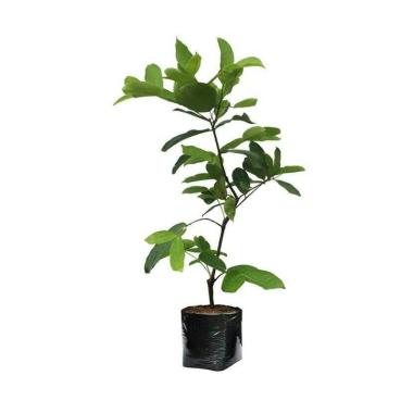 Jual ZPLANT Keladi Neon Bibit Tanaman Hias Online Februari