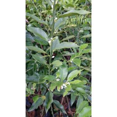 Bibit Jeruk Nagami Tunas bibit