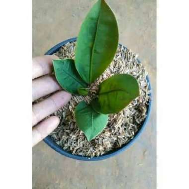 Tanaman Anthurium Superboom Neo