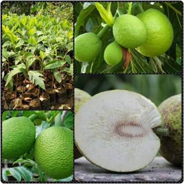 bibit tanaman buah sukun Indonesia