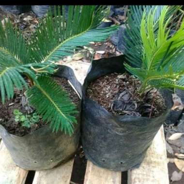 tanaman hias palem sikas - pohon sikas