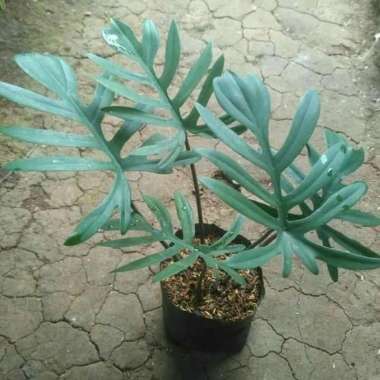 Tanaman Hias Indoor Philodendron Xanadu