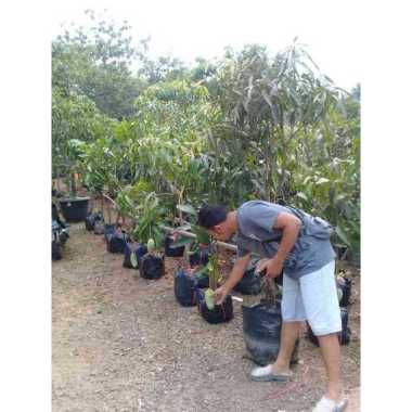 Paket Tanaman Buah Siap Berbunga&Berbuah.