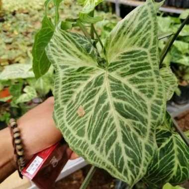 Tanaman Hias Singonium Putih Batik - Syngonium List batik